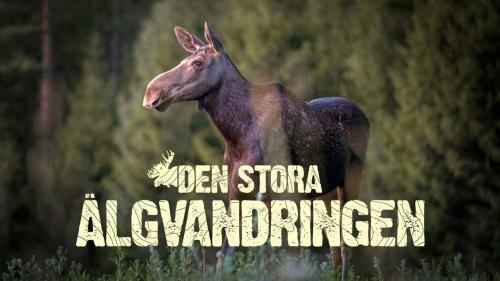 Elchwanderung � www.svtplay.se